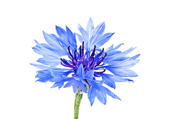 Blue Cornflower - Centaurea on a white background