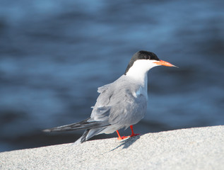 Common tern