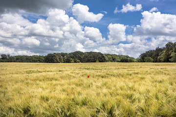 Obraz premium Bucha, Thuringia, Germany: Yellow corn field waving in the wind with lonely red poppy in the center