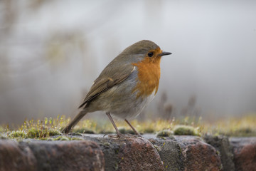 Robin Red Breast (Erithacus rubecula)