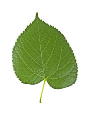 Obraz premium Linden leaf isolated on a white background