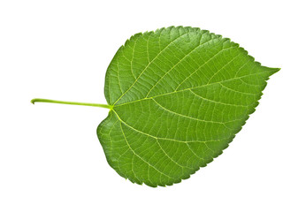 Obraz premium Linden leaf isolated on a white background