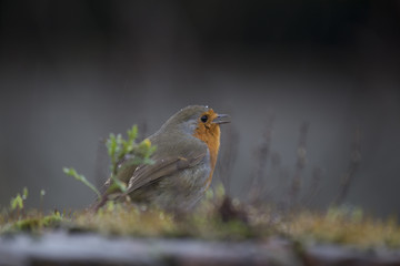 Robin Red Breast (Erithacus rubecula)
