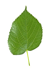 Linden leaf isolated on a white background