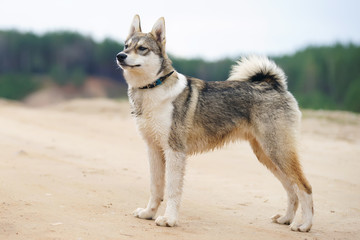 Young West Siberian Laika dog staying outdoors