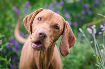 Funny head of hungarian hound dog in the middle of flowers