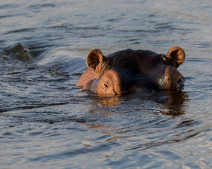 Fototapeta premium A hippopotamus pays close attention while the cruise boat passes by. 