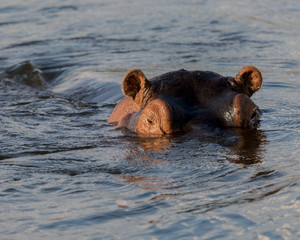 A hippopotamus pays close attention while the cruise boat passes by. 