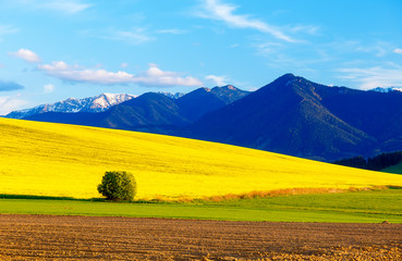 Beautiful spring plowed field and green and yellow meadow. Mountain in background.