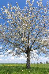 Fototapeta premium Blühender Kirschbaum 