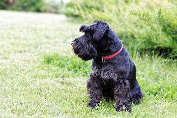 Black dog Zwergschnauzer on the garden
