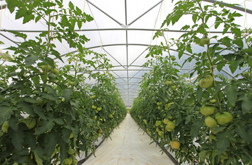invernadero tomates 1350-f16