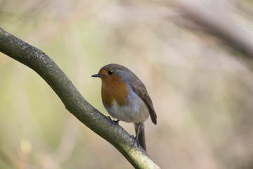 Robin Red Breast (Erithacus rubecula)
