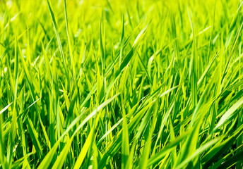 beautiful light green barley. Structure Green background.