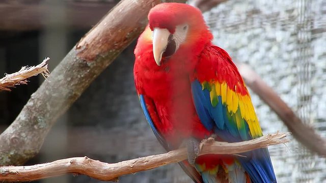 Scarlet Macaw - Ara Macao
