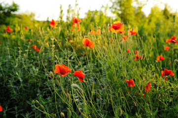 poppy field. summer