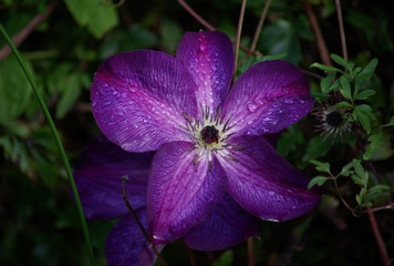 Cl&eacute;matite violette perl&eacute;e de ros&eacute;e, Jardin des Plantes Paris