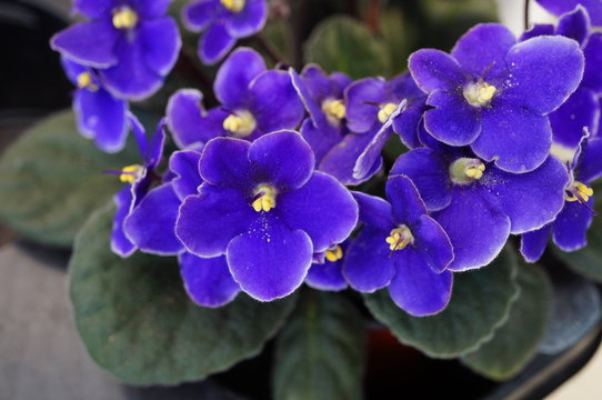 African violet flowers (Saintpaulia)