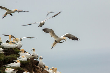Northern gannet (Morus bassanus) Troup Head, Scotland