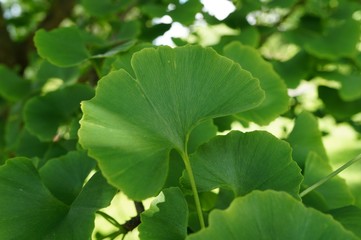 Green fan-shaped leaves of the gingko biloba tree