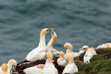 Northern gannet (Morus bassanus) Troup Head, Scotland