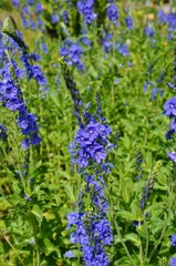 Purple spikes of veronica teucria flowers