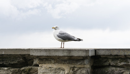 gull