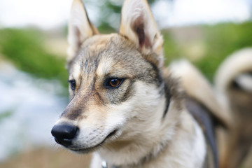 The portrait of a young West Siberian Laika dog at nature