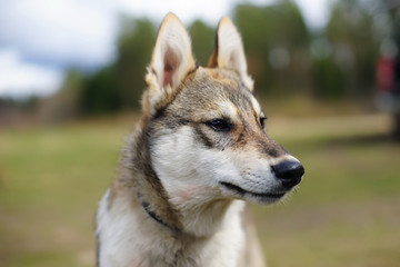 Naklejka na ściany i meble The portrait of a young West Siberian Laika dog at nature