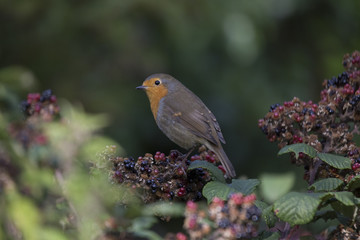 Robin Red Breast (Erithacus rubecula)