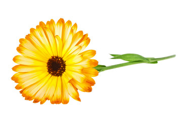 Calendula. Marigold flower with leaves isolated on a white backg