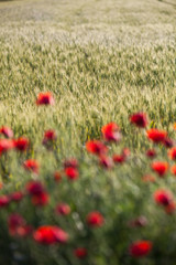 Wheat field in summer