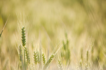 Wheat field in summer