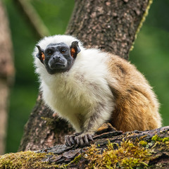 Portrait of an adult Pied Tamarin on the tree, The Netherlands