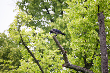 rook raven sitting on tree