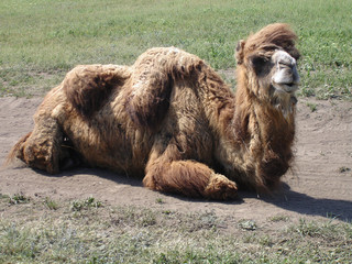 Camel