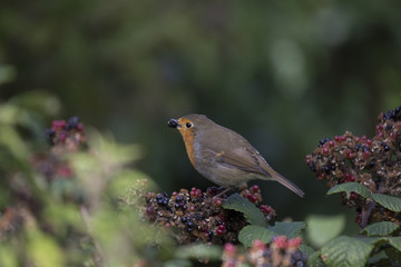 Robin Red Breast (Erithacus rubecula)