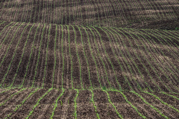 Young corn plants in the field.
