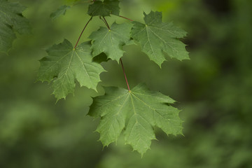 Grüner Zweig mit Ahornblättern vor einem grünen Hintergrund