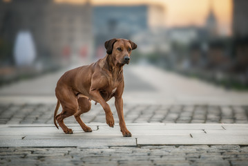 Rhodesian Ridgeback Dog on the wall