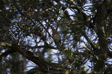 Robin Red Breast (Erithacus rubecula)