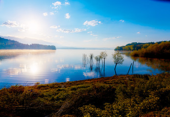 detail of grass halm at a lake in magical morning time with dawning sun. Trees as leftovers of a mole.
