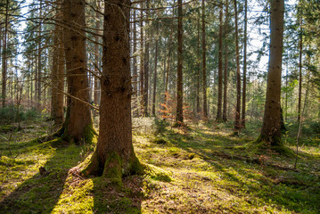 Fototapeta premium Trees in a Forest