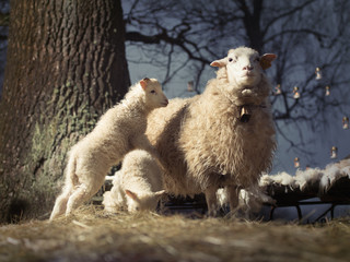 Fototapeta premium Mother with her babies