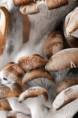 A closeup of a group of oyster mushrooms