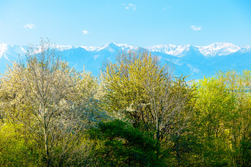 Naklejka premium Blooming spring tree and snow mountains in the background.
