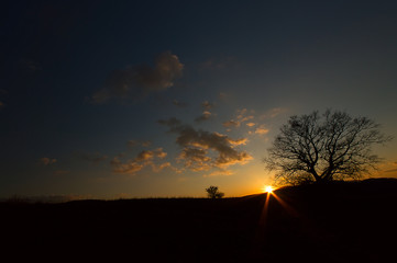 Silhouette tree with sunset