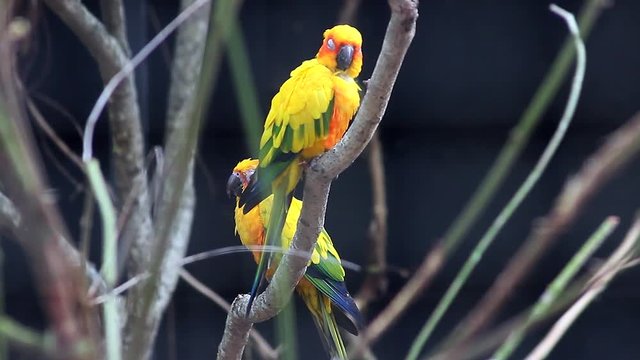 Beautiful Couple of Sun Parakeet