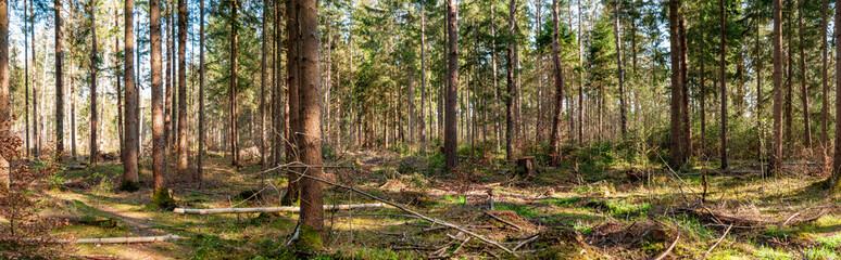 Forest Panorama