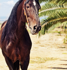Naklejka premium portrait of Andalusian bay stallion